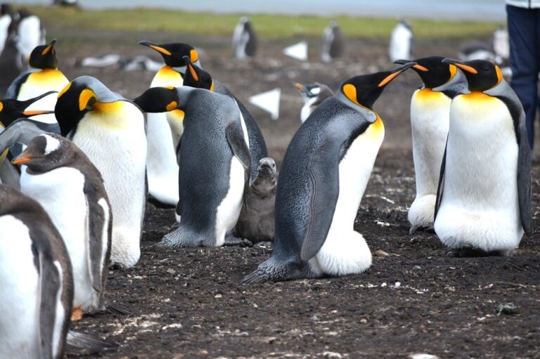 Een kudde pinguïns