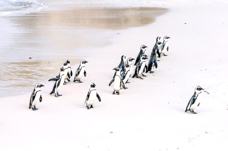 Kudde pinguïns
